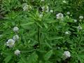 Trigonella caerulea